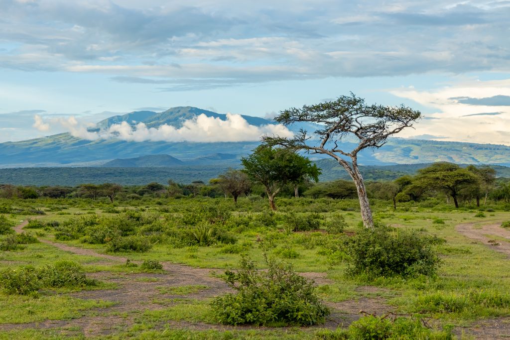 Beautiful African savannah landscape with acacia trees and distant mountains under a cloudy sky.